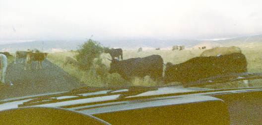  U POLLINO � na mundagna bella e salvagi�